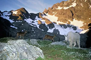 black tail deer, Odocoileus hemionus, and mountain goat, Oreamnos americanus, in