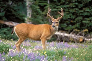 Olympics Prints: Black-tailed deer