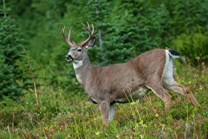 Buck Prints: Black-tailed deer buck