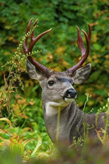 Buck Prints: Black-tailed deer buck