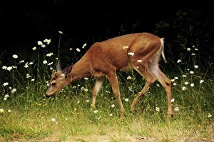 Ungulate Prints: Black-tailed deer in the Daisies, Crescent Lake, Olympic National Park, Washington, USA