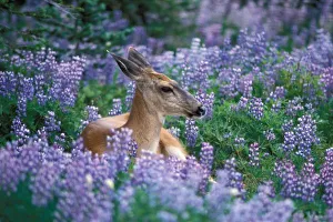 Olympics Prints: Black-tailed deer, doe resting in siky lupine