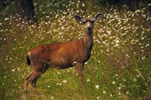 Staring Prints: black-tailed deer in meadow, Doe Bay, Orcas Island, Washington, USA