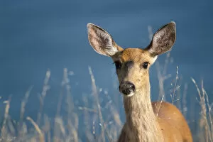 Images Dated 9th October 2006: black-tailed deer, Odocoileus hemionus, doe in Olympic National Park, Washington