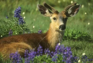 Images Dated 4th December 2009: Black-tailed Deer, (Odocoileus hemionus)