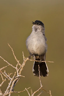 Black-tailed Gnatcatcher (Polioptila melanura) adult male singing on breeding territory, s