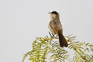Territorial Prints: Black-tailed Gnatcatcher (Polioptila melanura) adult male singing on breeding territory, s