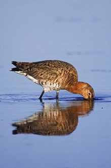 Images Dated 17th April 2007: Black-tailed Godwit, Limosa limosa, adult in breeding plumage feeding, National Park Lake Neusiedl