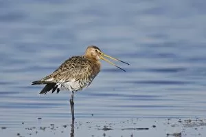 Images Dated 19th April 2007: Black-tailed Godwit, Limosa limosa, adult in breeding plumage calling, National Park Lake Neusiedl