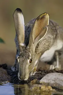 Black-tailed Jack Rabbit (Lepus californicus) drinking at water Starr Co. TX