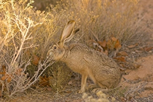 Images Dated 11th February 2009: black-tailed jackrabbit, Lepus californicus, foraging on foliage in the Lake Powell area