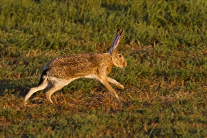 Images Dated 30th September 2010: black-tailed jackrabbit (Lepus californicus) running, Lubbock, Texas, autumn