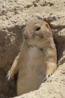 Black-tailed Prairie dog (Cynomys ludovicianus), Arizona-Sonora Desert Museum, Tucson