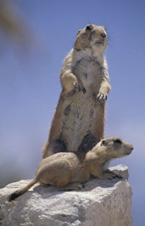 Black-tailed Prairie dog (Cynomys ludovicianus), Arizona-Sonora Desert Museum, Tucson