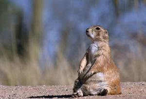 Biology Prints: Black-tailed prairie dog (Cynomys ludovicianus) sitting