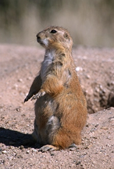 South Dakota Prints: Black-tailed prairie dog (Cynomys ludovicianus) standing, Badlands National Park