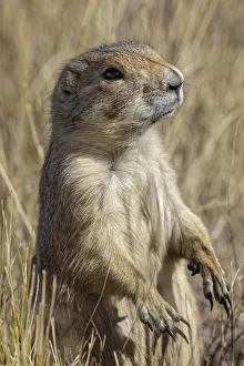 Rodent Prints: Black-tailed prairie dog, Greycliff Prairie Dog Town State Park, near Livingston, Montana