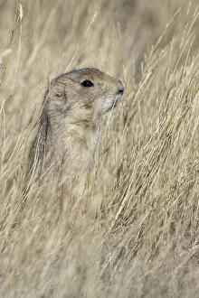 Black-tailed prairie dog, Greycliff Prairie Dog Town State Park, near Livingston, Montana