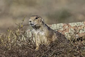 Black-tailed prairie dog, Greycliff Prairie Dog Town State Park, near Livingston, Montana
