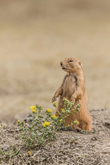 Grassland Prints: A Black-tailed prairie dog remains alert