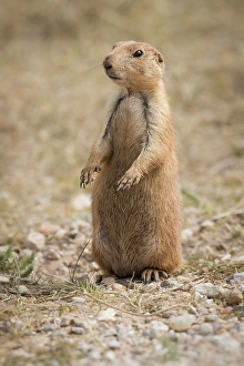 Grassland Prints: A Black-tailed prairie dog remains alert