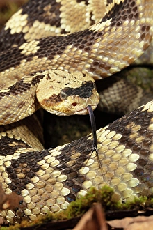 Prints of Black-tailed rattlesnake, Native to Southwest Arizona, USA Images Dated 2024 December: Black-tailed rattlesnake, Native to Southwest Arizona, USA