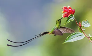 Cloud Forest Prints: Black-tailed trainbearer foraging in flight, cloud forest, Ecuador