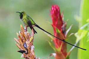 Cloud Forest Prints: Black-tailed trainbearer pausing for a moment in the cloud forest of Ecuador