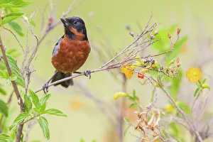 Bush Prints: Black-throated flowerpiercer pauses while foraging for insects in flowering bush near Machu Pichu