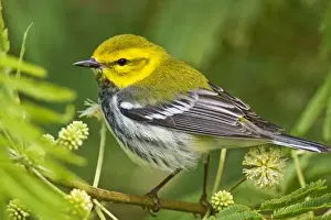 Images Dated 28th April 2008: Black-throated Green Warbler (Dendroica virens) male, spring, south Texas coast