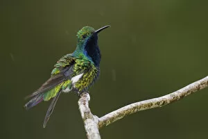 Trinidad Collection: Black-throated Mango Hummingbird