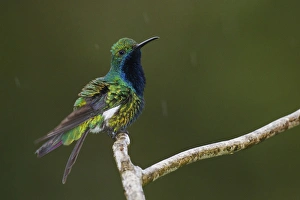 Caribbean Gallery: 