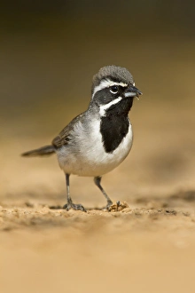 Ground Prints: Black-throated Sparrow (Amphispiza bilineata) adult foraging for seeds, s. Texas