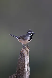 Images Dated 29th October 2015: Black-throated Sparrow (Amphispiza bilineata) adult perched