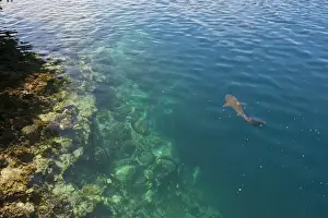 Shark Prints: Black tipped sharks in hte crystal clear waters of the Marowo Lagoon, Salomon Islands
