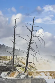 Geothermal Prints: Black tree trunks and colorful terrace