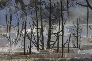 Geothermal Prints: Black tree trunks and terrace, Mammoth Hot Springs, Yellowstone National Park, Wyoming