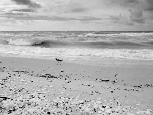 Black and white Beach, Sanibel Island, Florida, USA