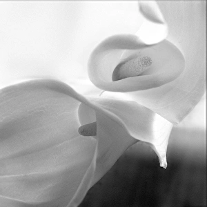 Images Dated 10th April 2015: Black and White Calla Study