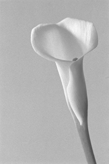 Calla Prints: Black and White Calla Study