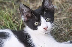 A black and white cat kitten in the garden. Durovic Jovo Winery, Dupilo village
