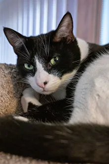 Staring Prints: Black and white cat resting on its cat tower