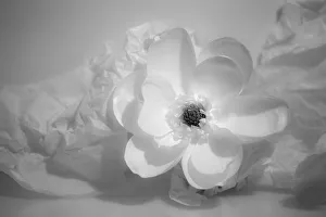 Black And White Prints: Black and white flower