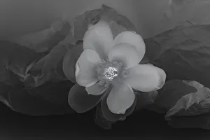 Images Dated 23rd January 2020: Black and white flower