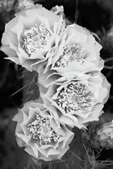 Images Dated 12th January 2024: Black and white image of cactus flowers, Utah