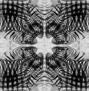 Abstract Prints: Black and white kaleidoscope abstract of a zebra