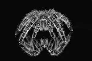 Danger Prints: Black and white of Mexican redknee tarantula reflected on mirror