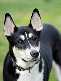 Images Dated 3rd September 2024: Black and white mixed breed dog portrait