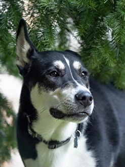 Images Dated 3rd September 2024: Black and white mixed breed dog portrait