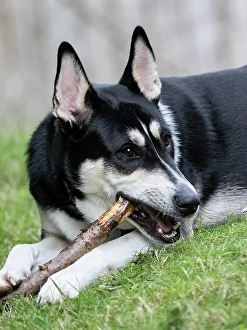 Images Dated 31st October 2024: Black and white mixed breed dog portrait, chewing on a stick